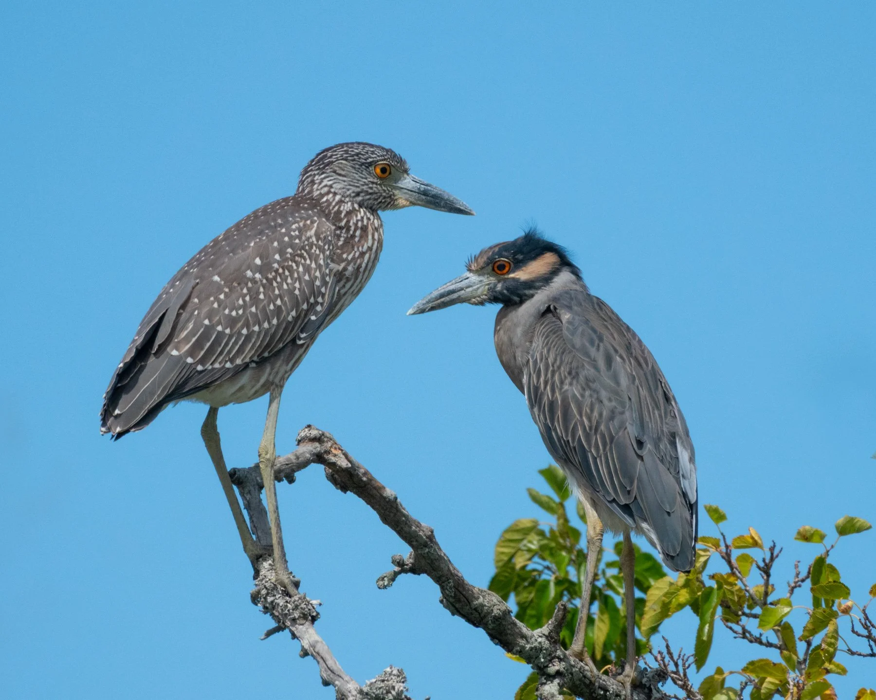 May and December Yellow-Crowned Night Herons