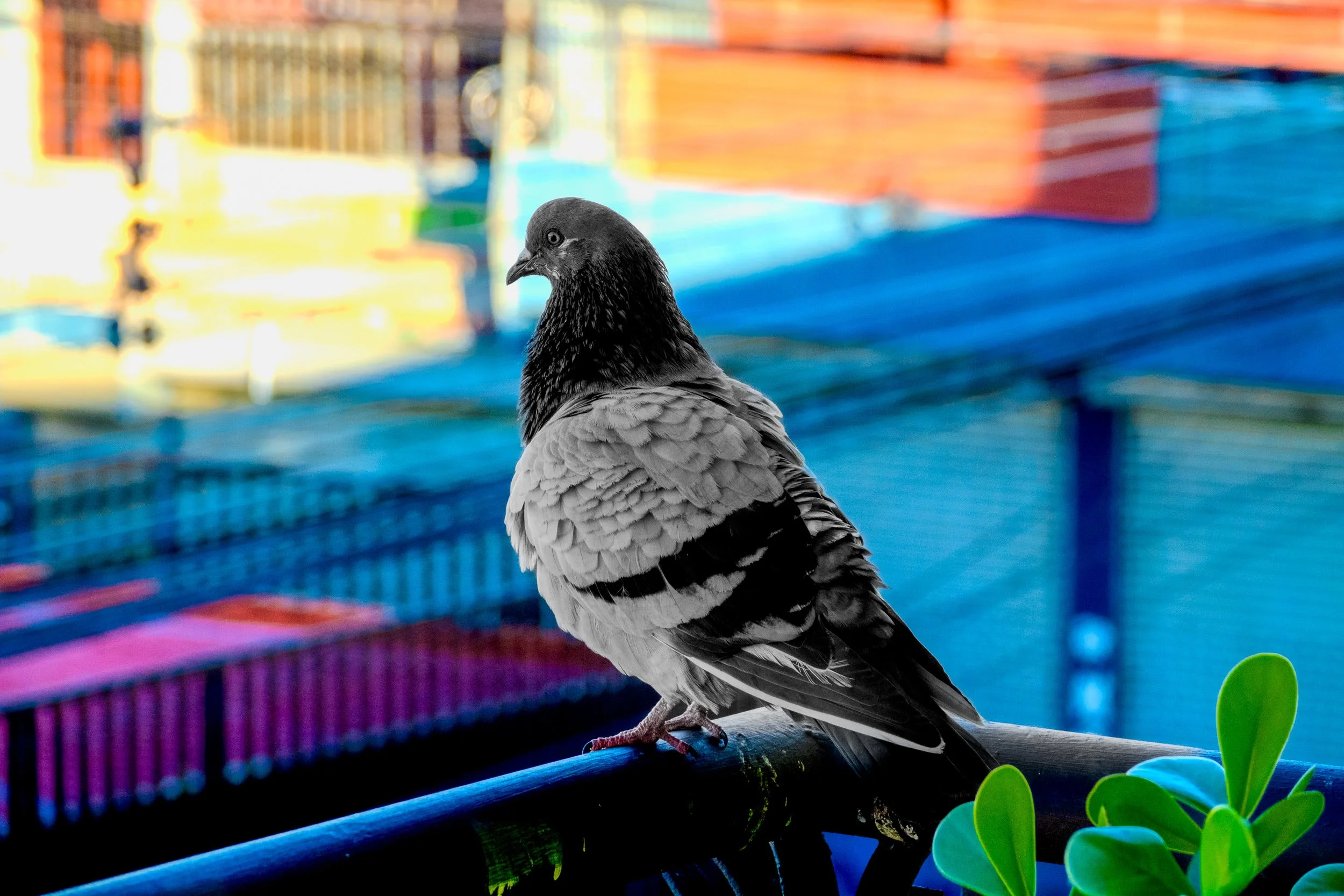Pigeon with Crazy Quilt Buildings