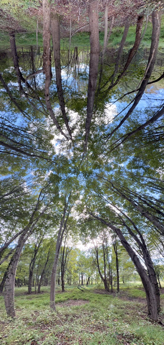 Canopy