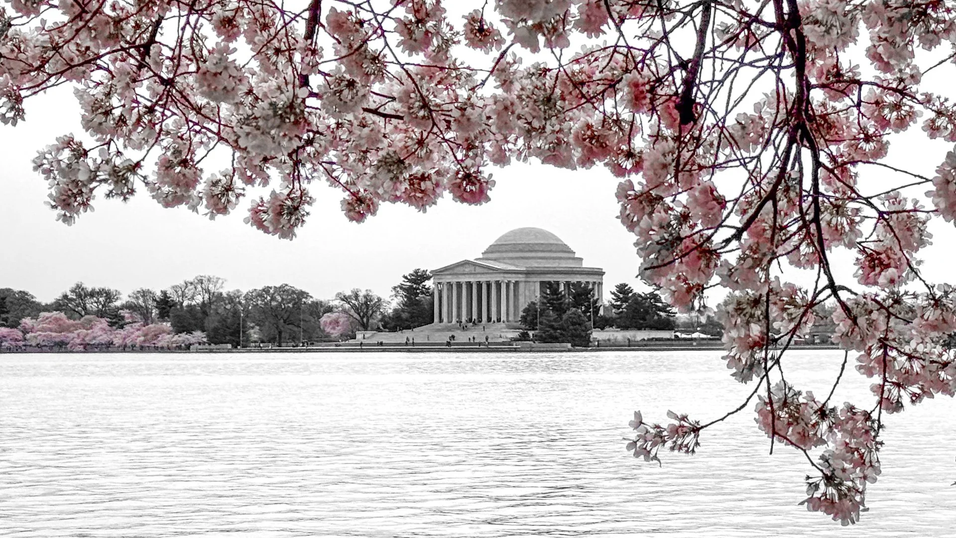 Jefferson Memorial framed by Cherry Blossoms