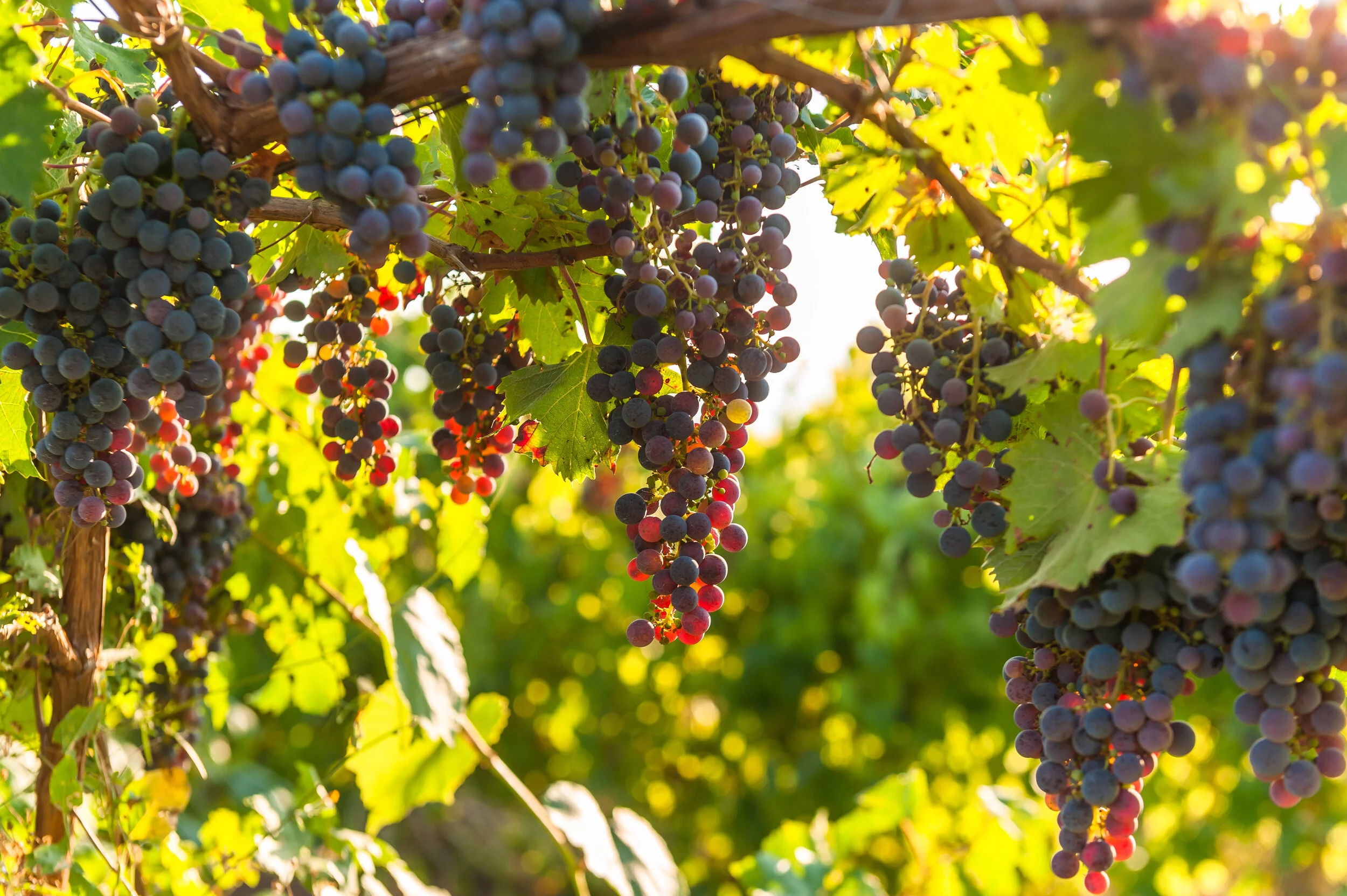 Grape Production: Nutritional Integrity and Disease Resistance 