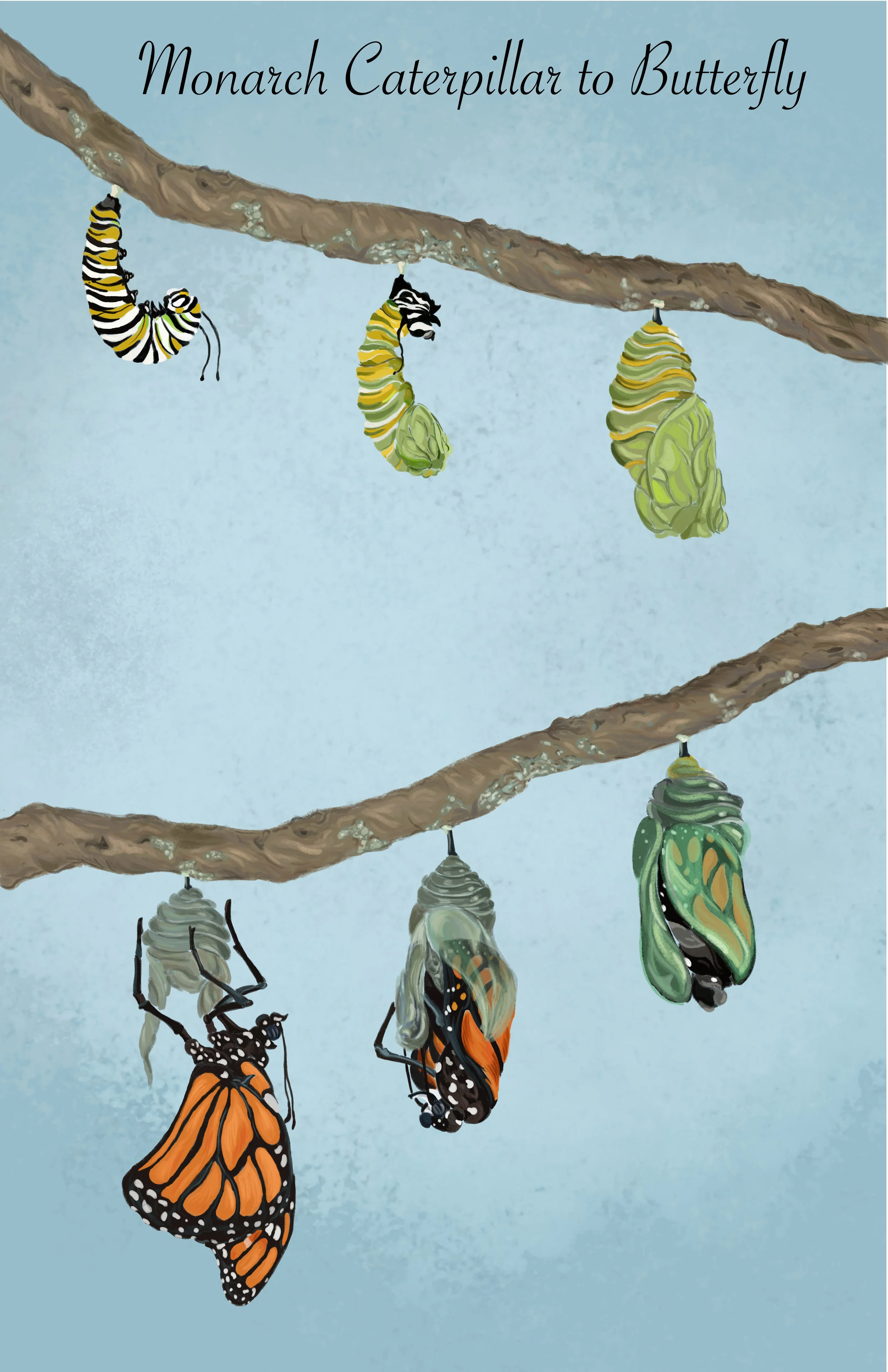 Monarch butterfly InfoGraphic