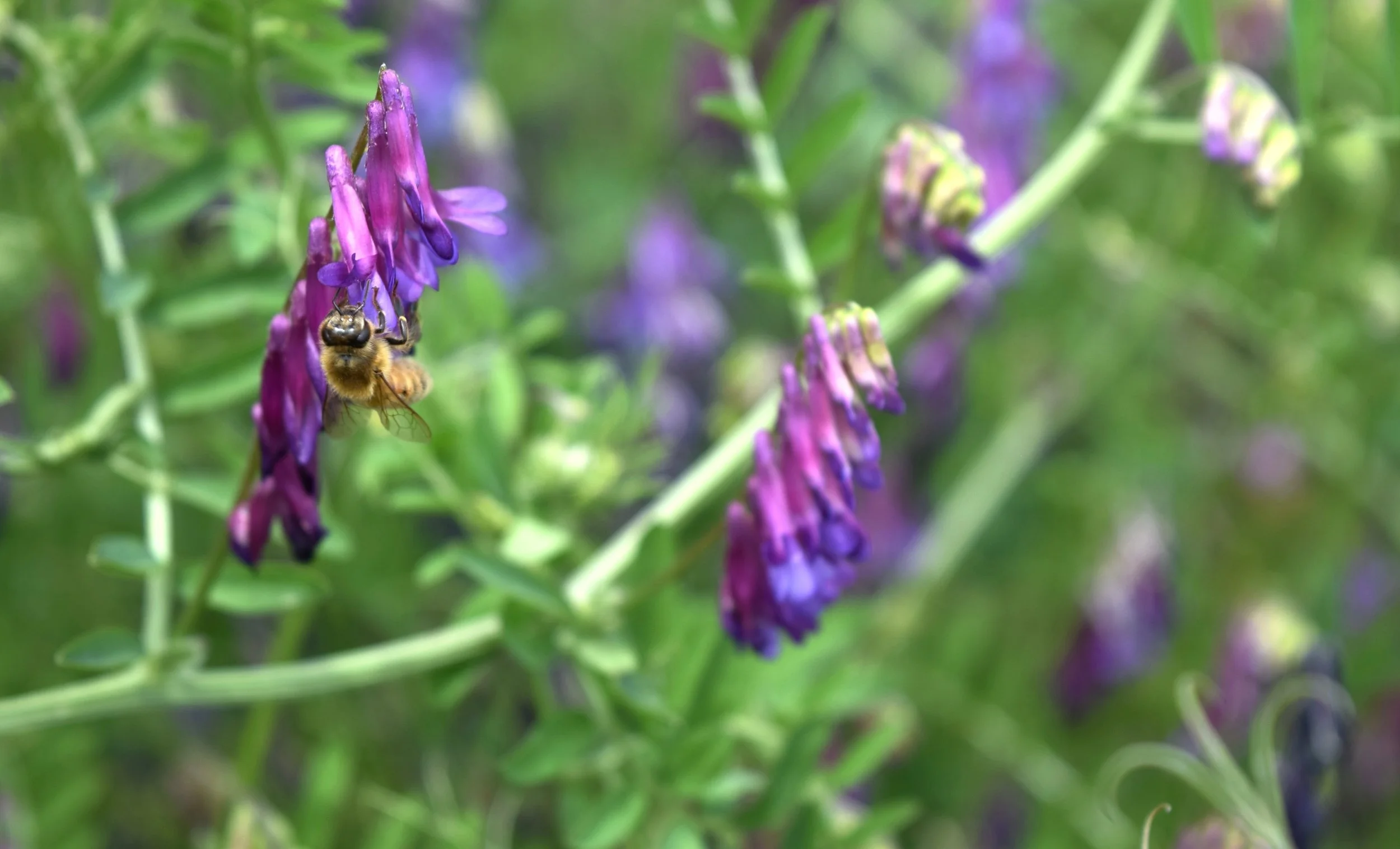National Pollinator Week