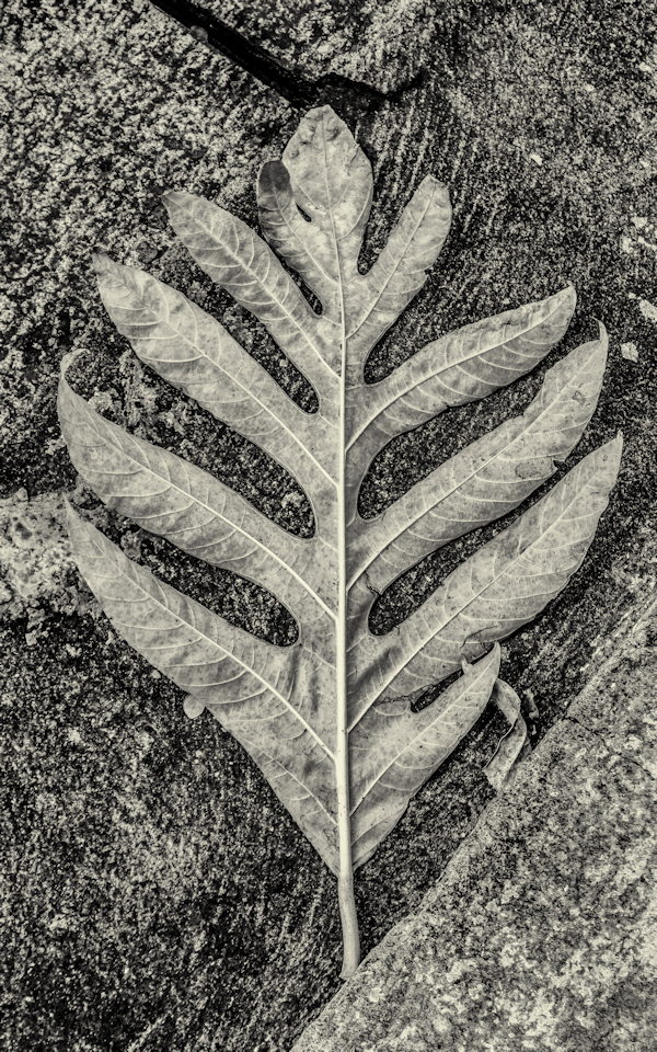 DOMINICA LEAF AT COMFORT CASTLE WEB 3-17.jpg