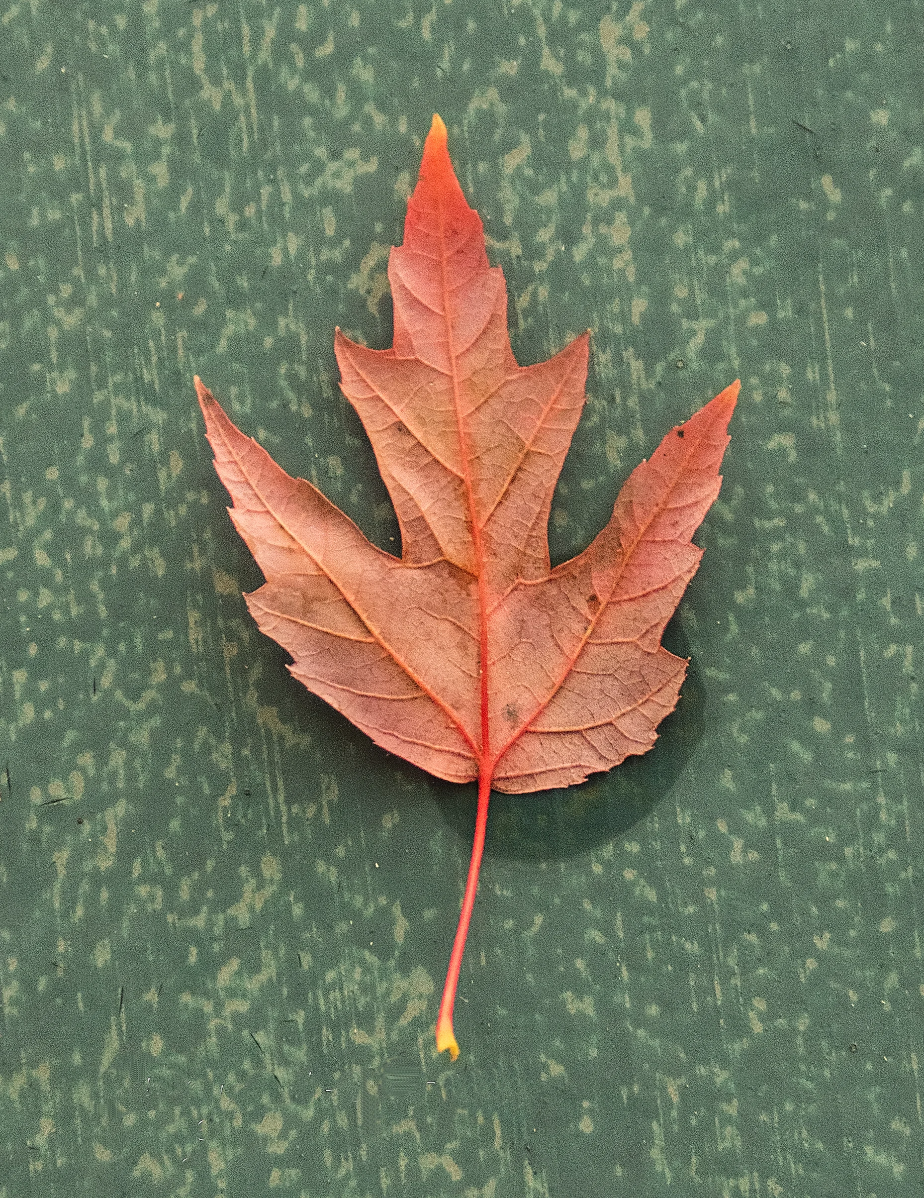 LEAF GRACELAND  .jpg