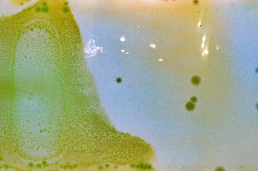 April 16 2024 Fuji Quicksnap B1-137 copy.jpeg