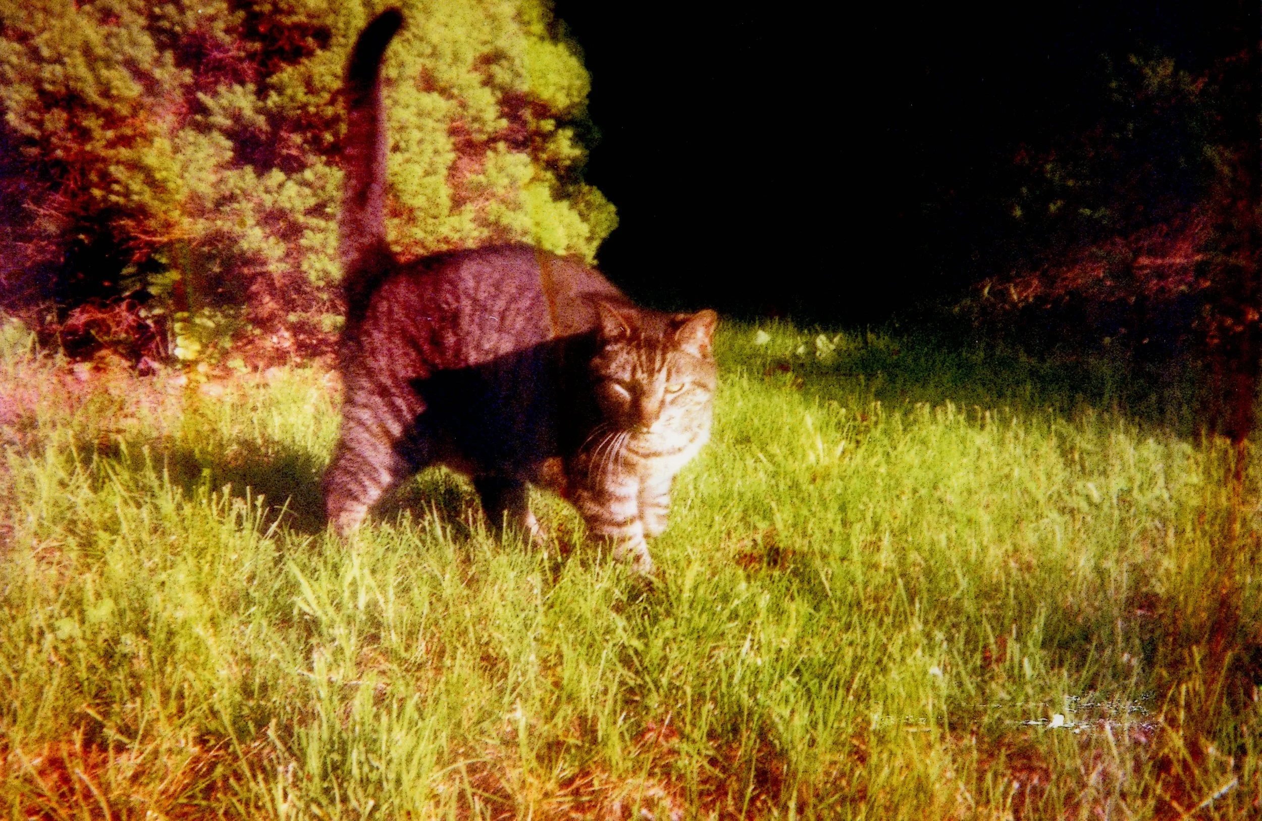 img316.jpg