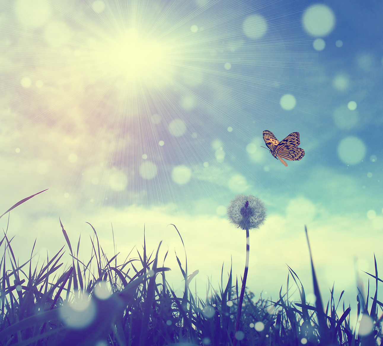 about page butterfly.png