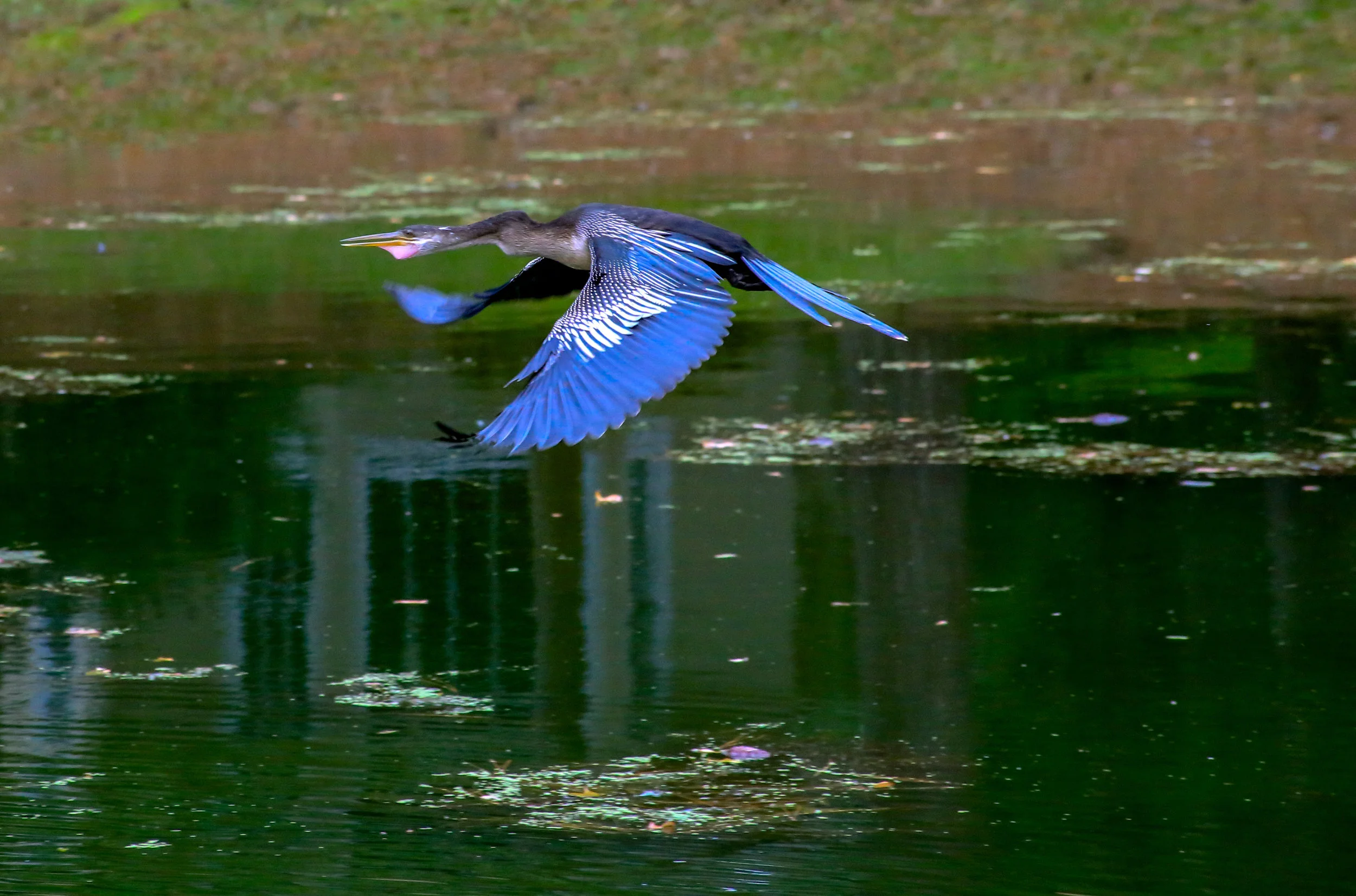 IMG_7132-Edit.jpg