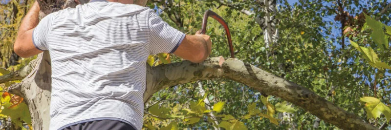 How to keep your trees healthy – and upright