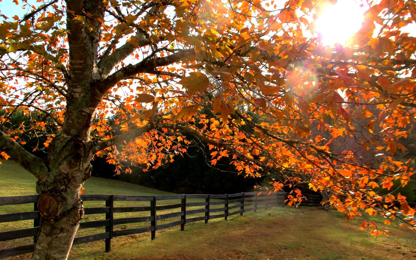 Fall Newsletter 2018