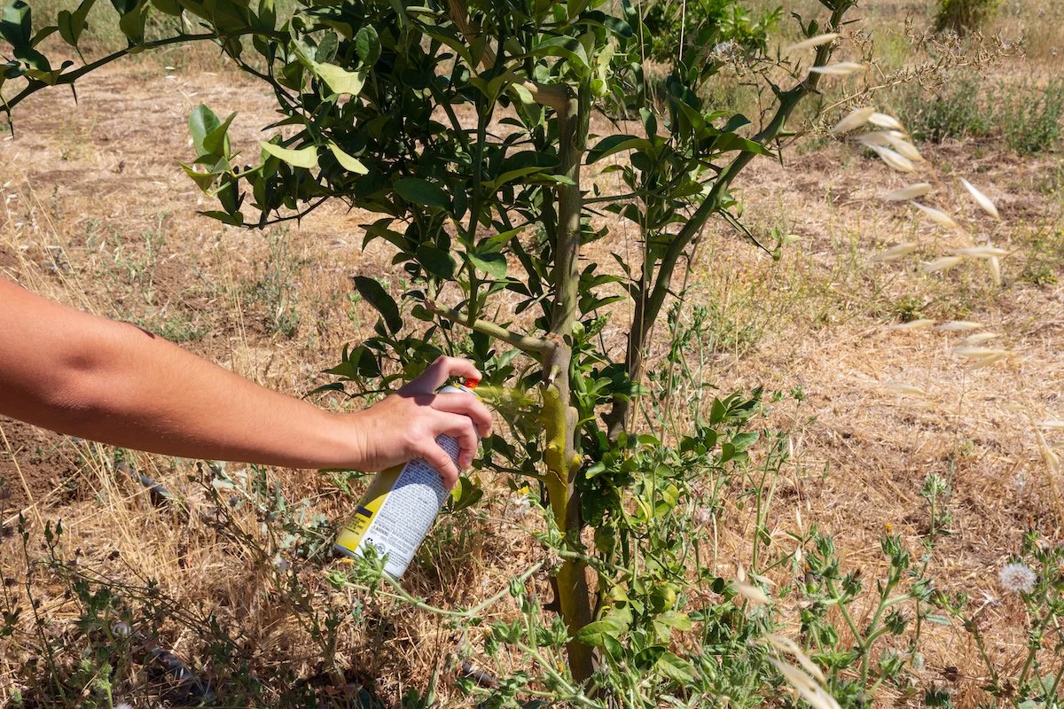 Farm Focus Every Tree Accounted For Frog Hollow Farm CSA Farm Focus Every Tree Accounted For Frog Hollow Farm CSA
