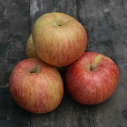cuyama apple sq.jpg