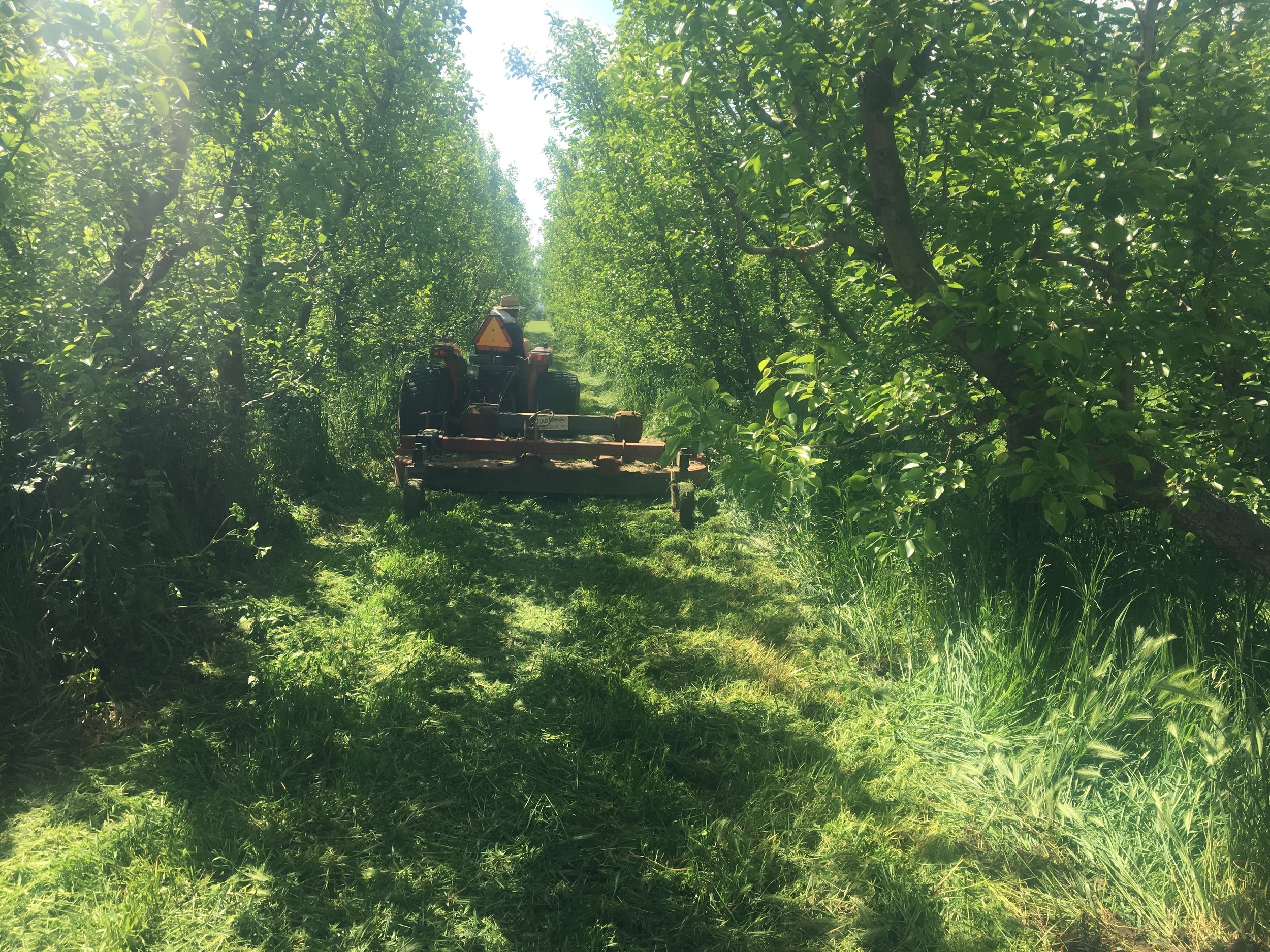mowingSpring.jpeg