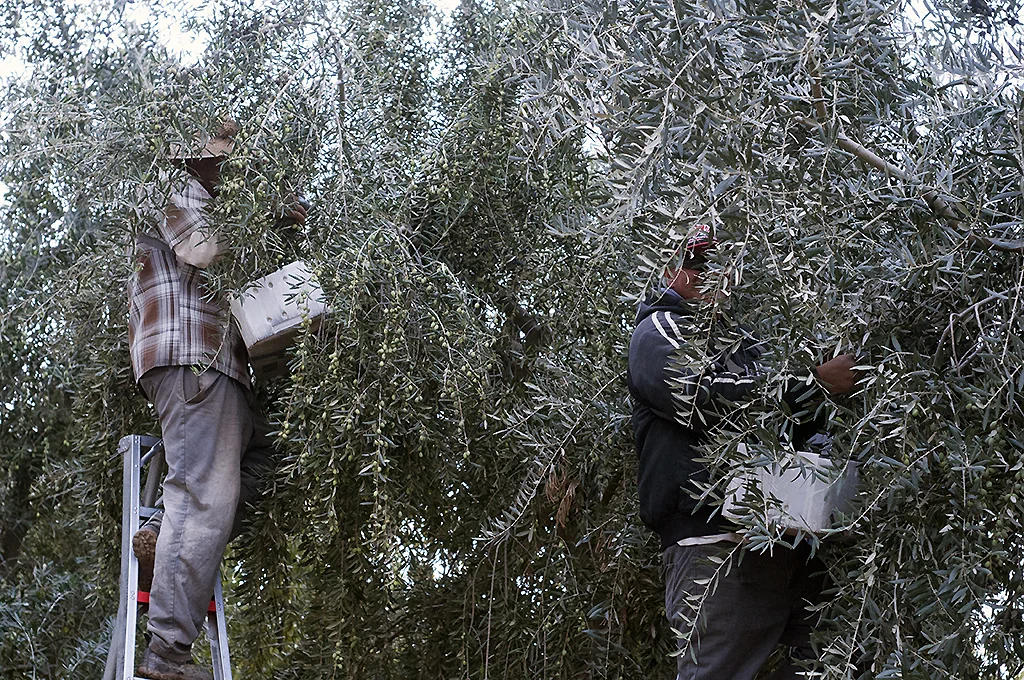 Harvesting in 2017
