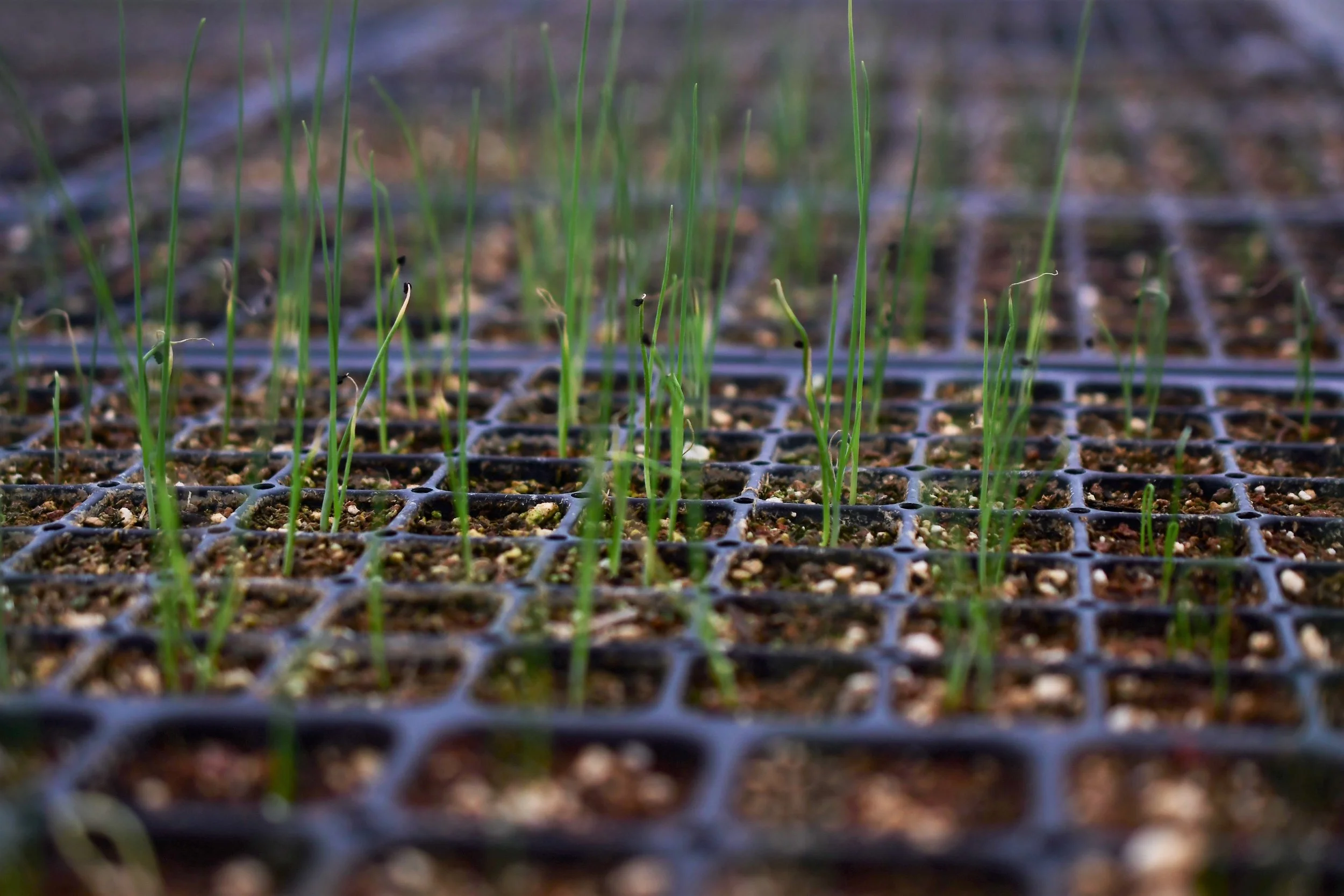 Leep Seedlings.jpg