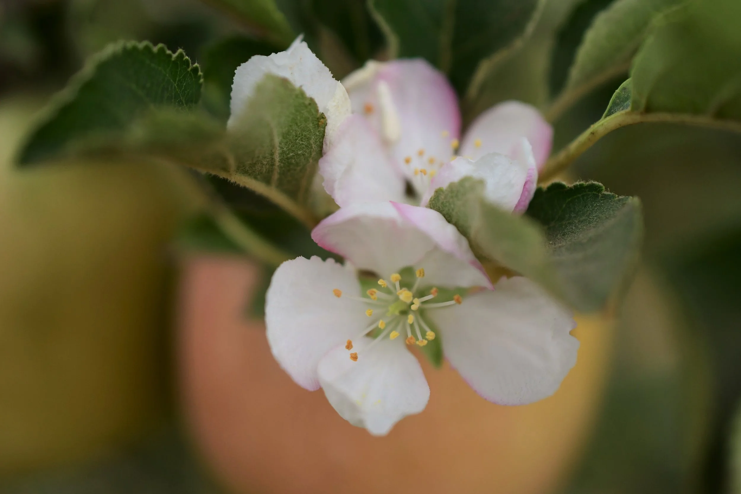 One branch of a Pink Lady Apple tree decided to send out a few autumn blooms.