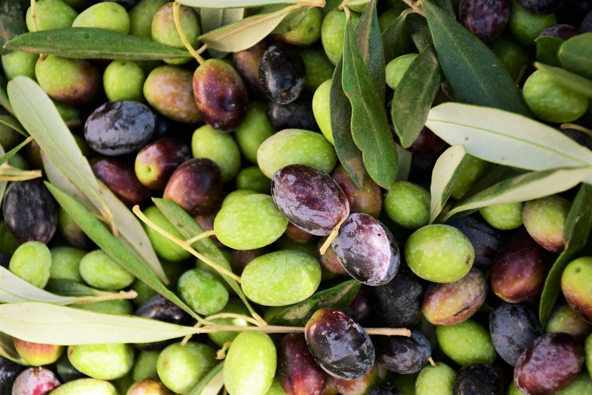 Olive Harvest 2.jpg