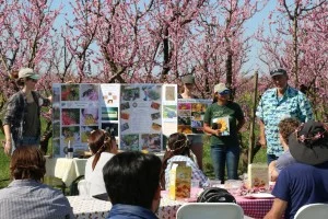 Bee talk with Gorden Frankie of Cal’s Urban Bee lab in the orchard at Frog Hollow Farm