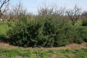 These native sage bushes have dozens of birds twittering away in them.