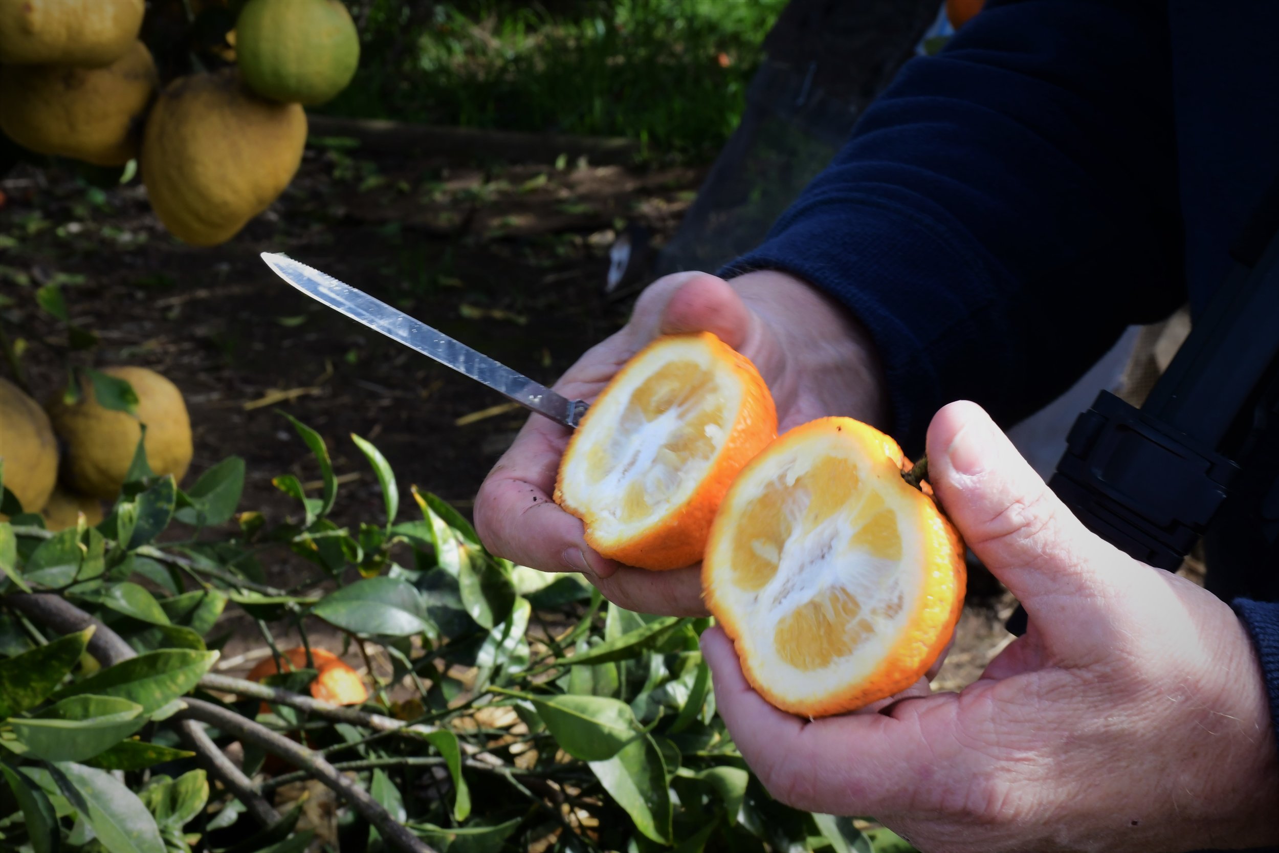 An example of rootstock takeover fruit: thick rind and lots of seeds.
