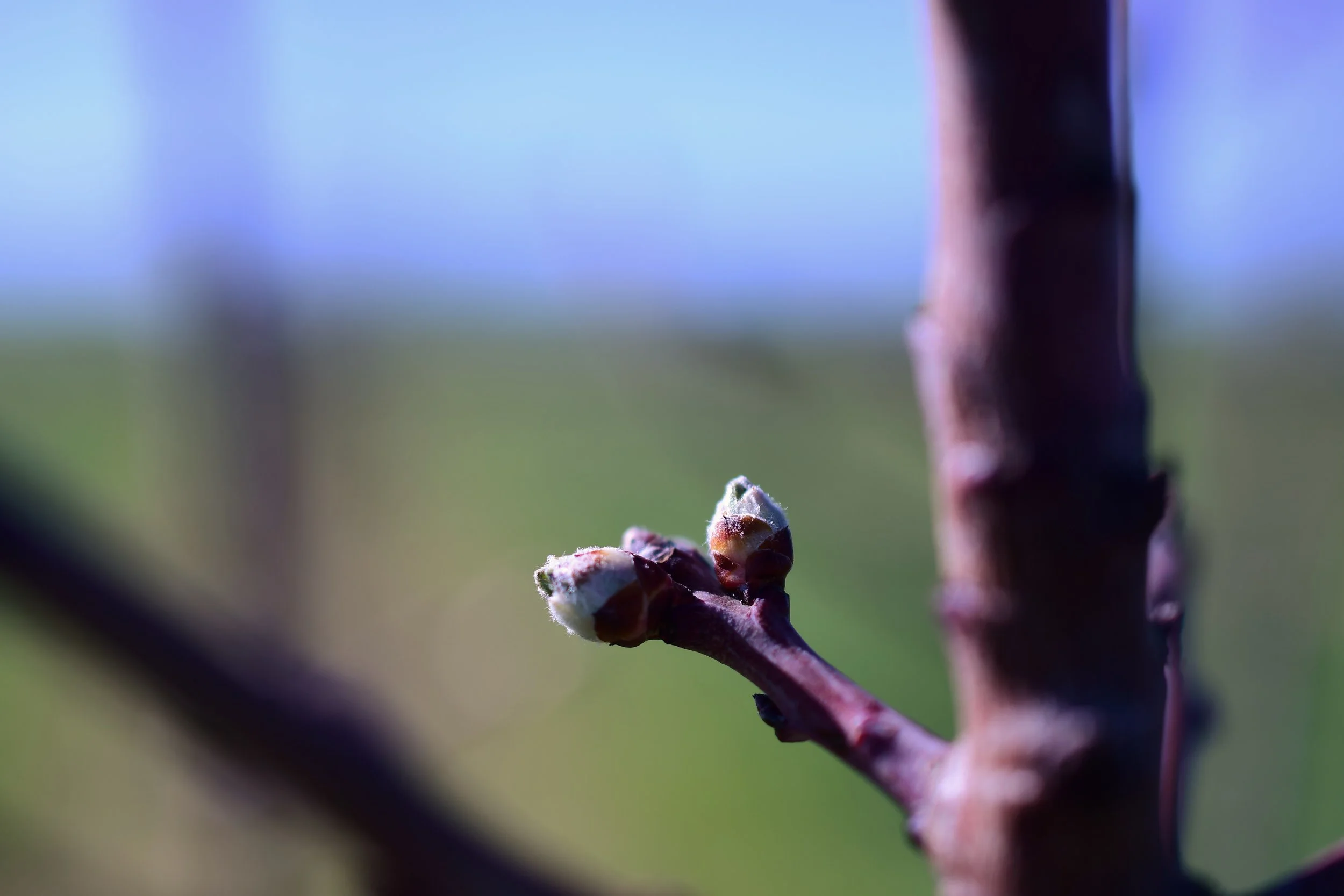 Our young almonds are getting ready to bloom.