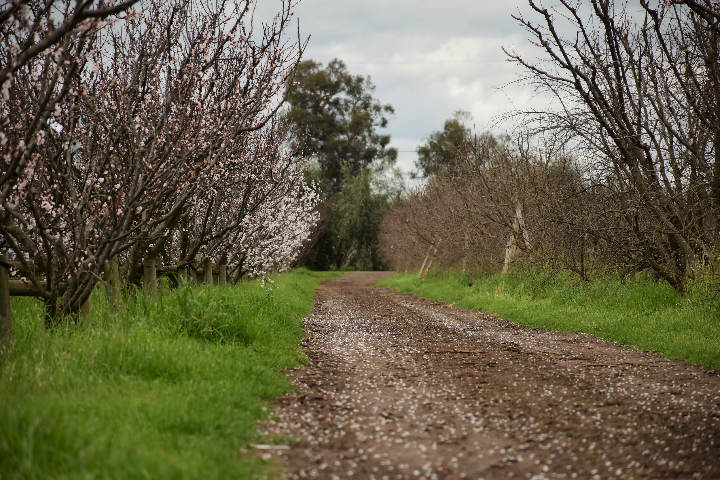 Blossom Season