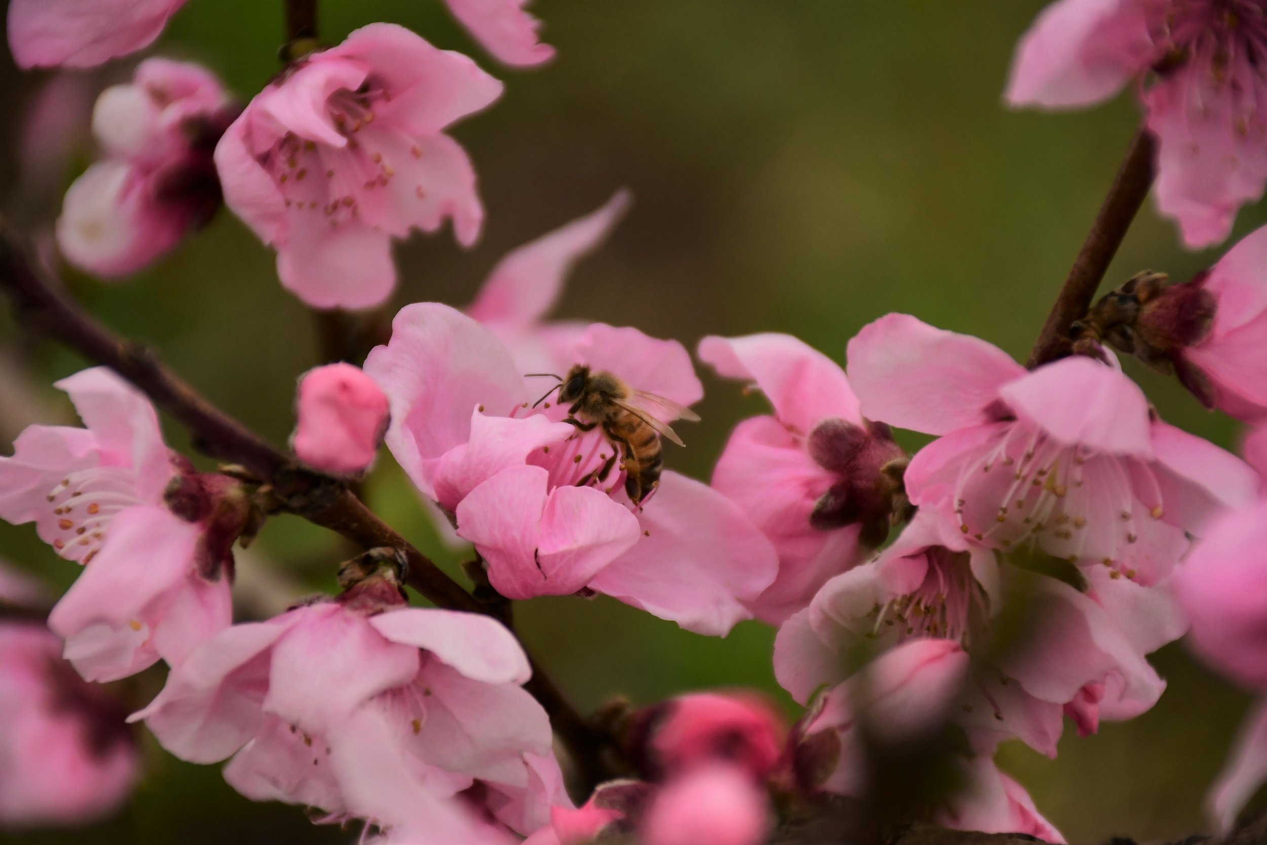 Galaxy Peach Blossom
