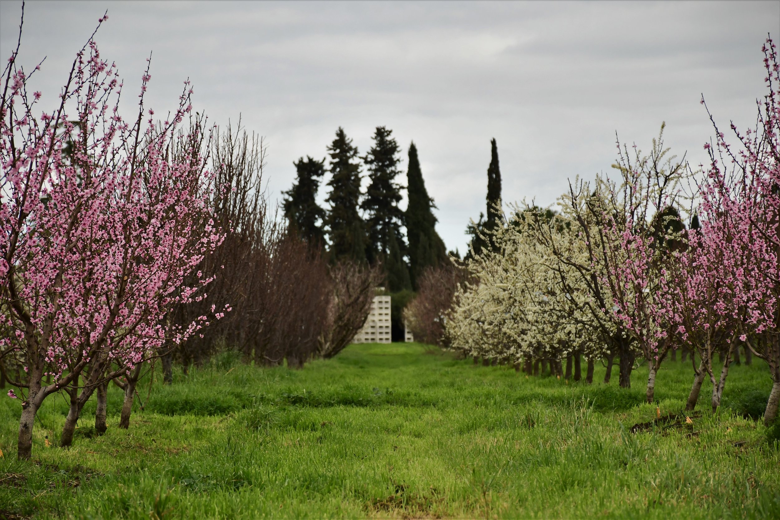 Spring at Frog Hollow Farm