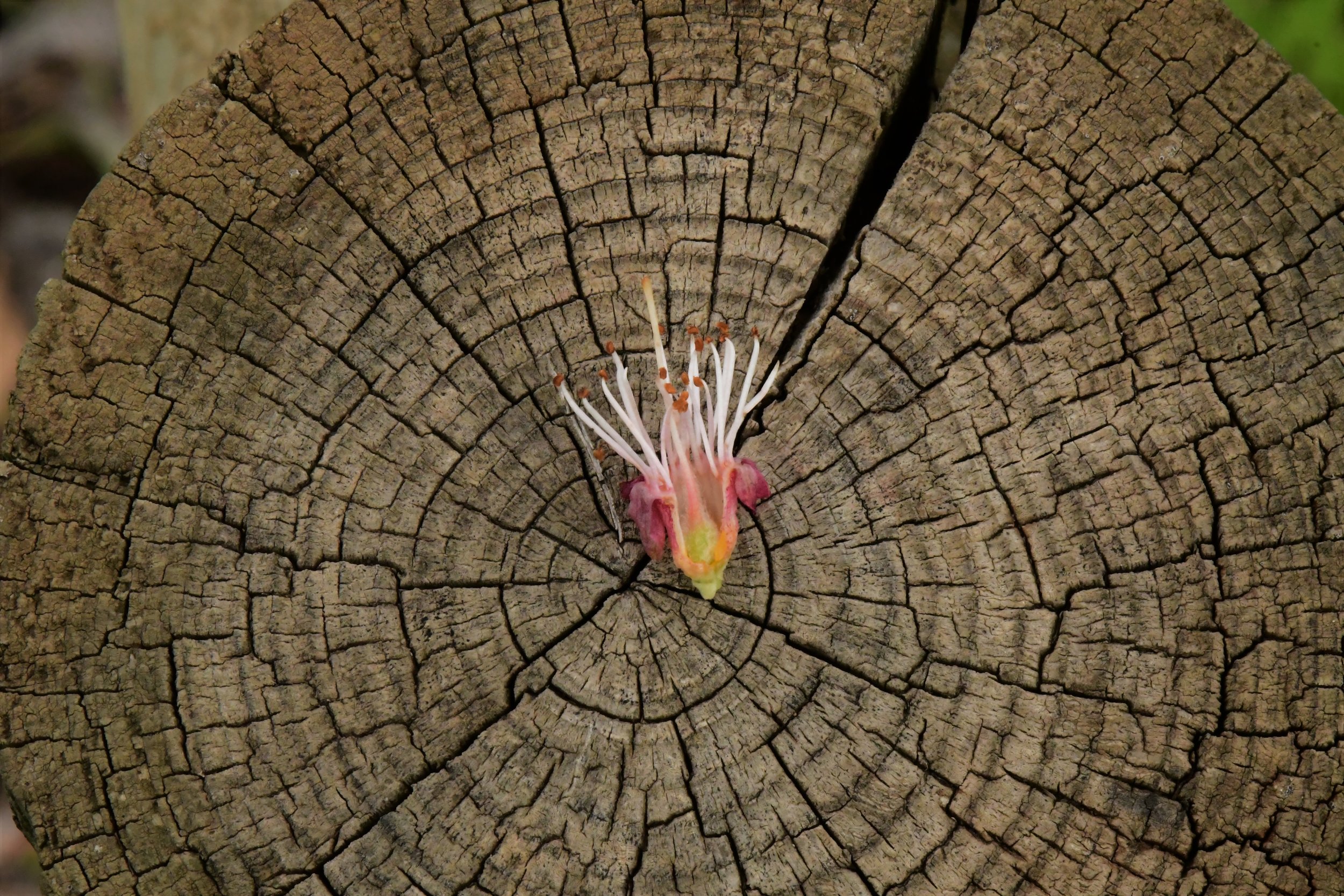 Pollination