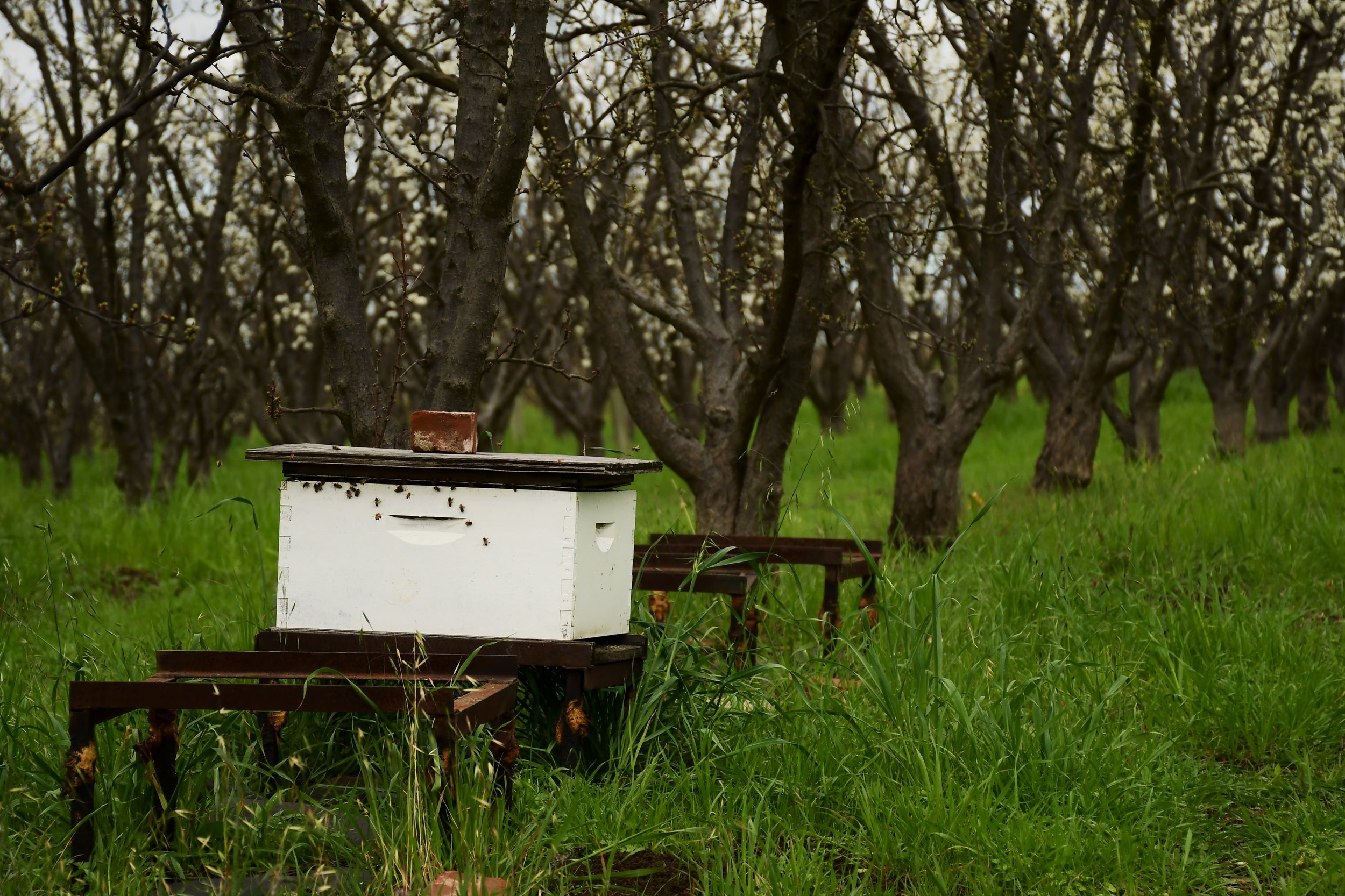 Flora & Fauna of Frog Hollow Farm