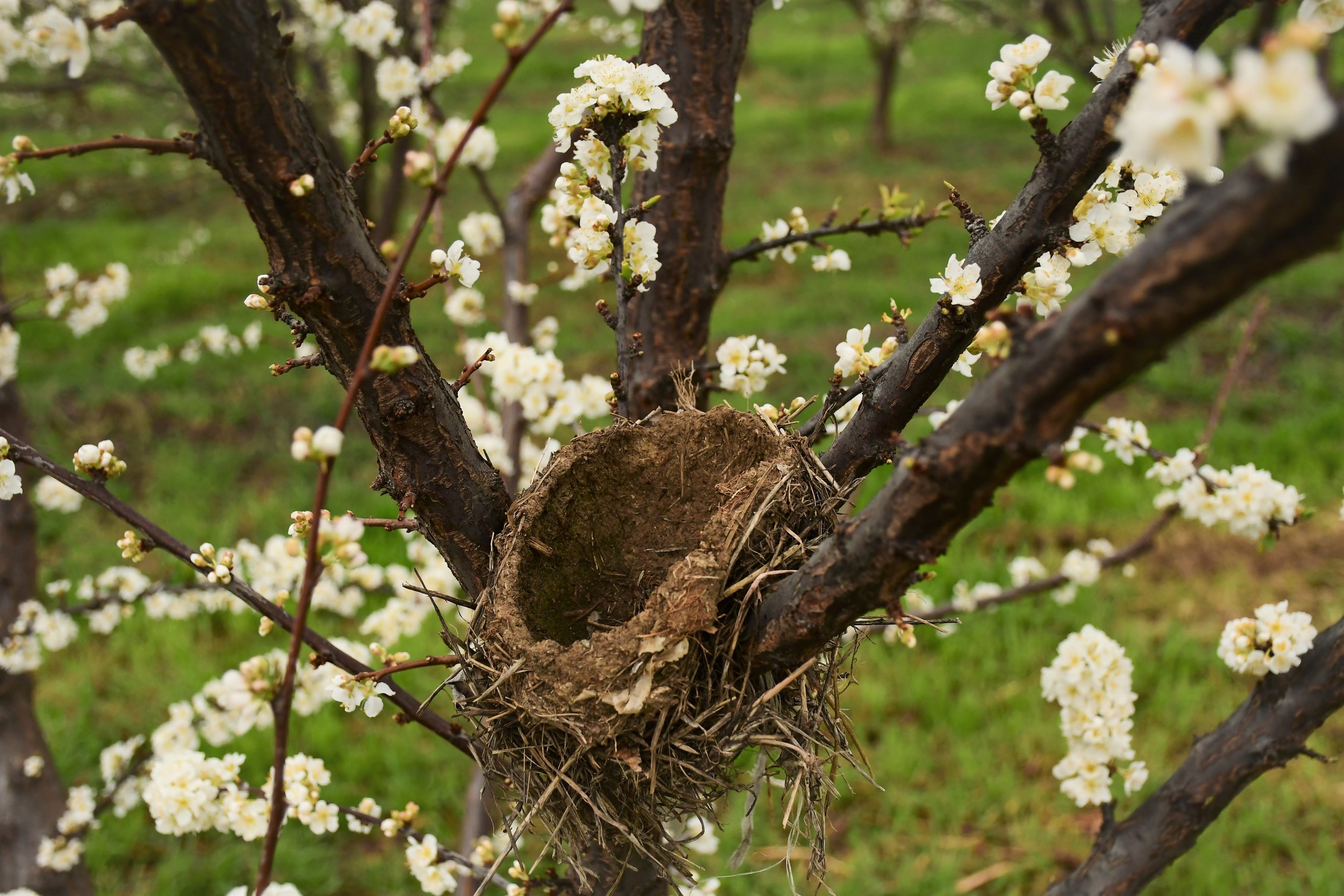 An Orchard Nursery