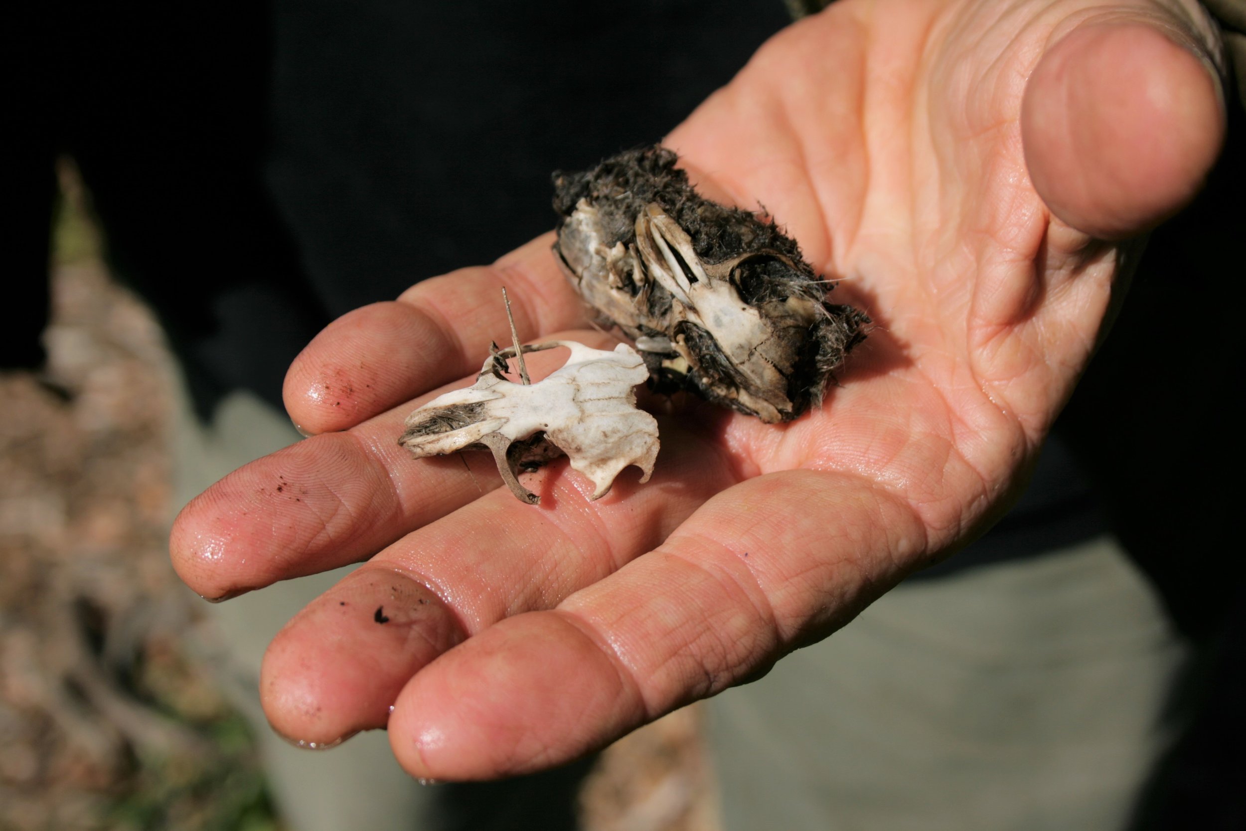 Always check the owl boxes...