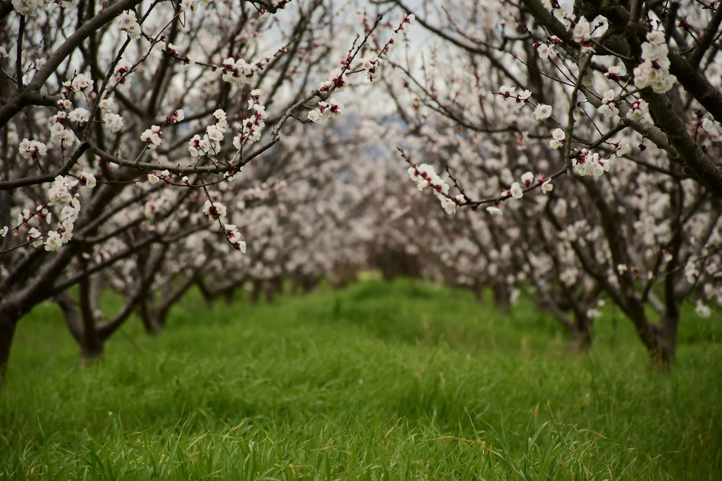 Golden Sweet Trees in Blossom .jpg