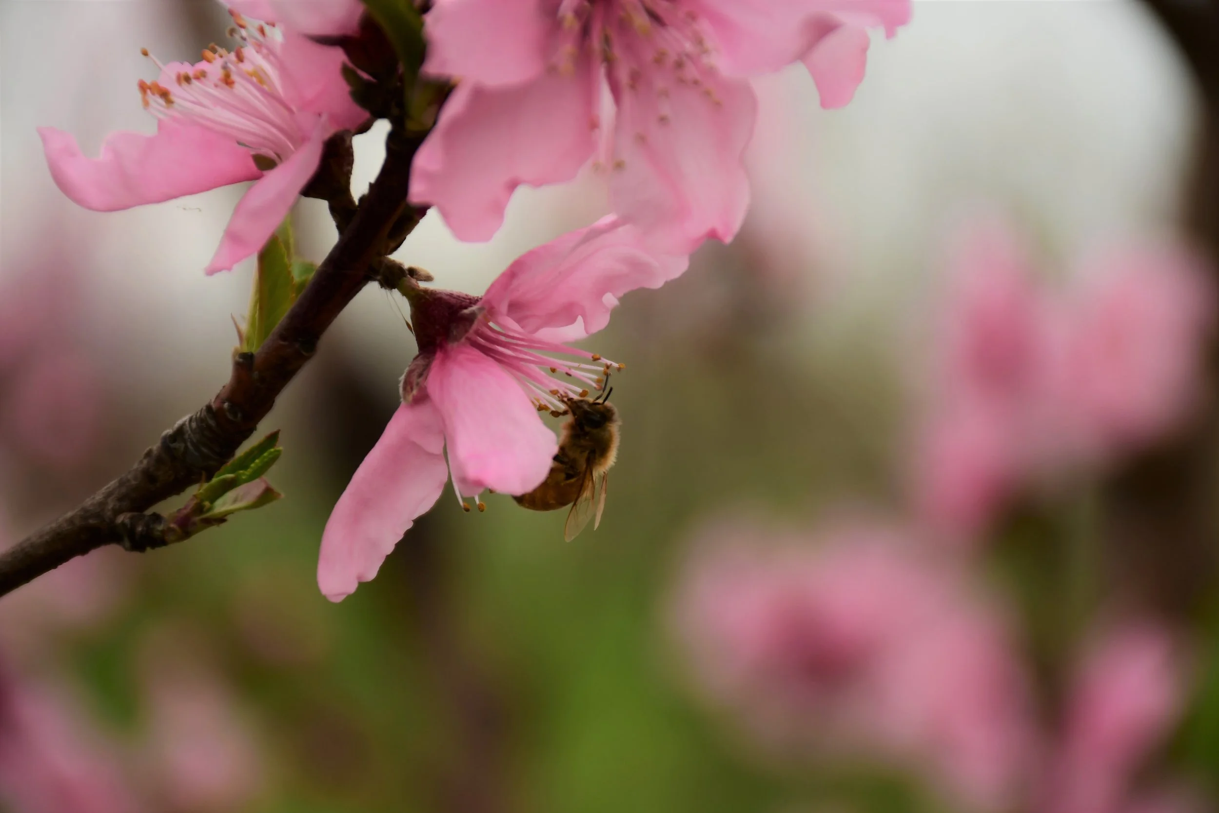 Bee in Galaxy Peach Blossom.jpg