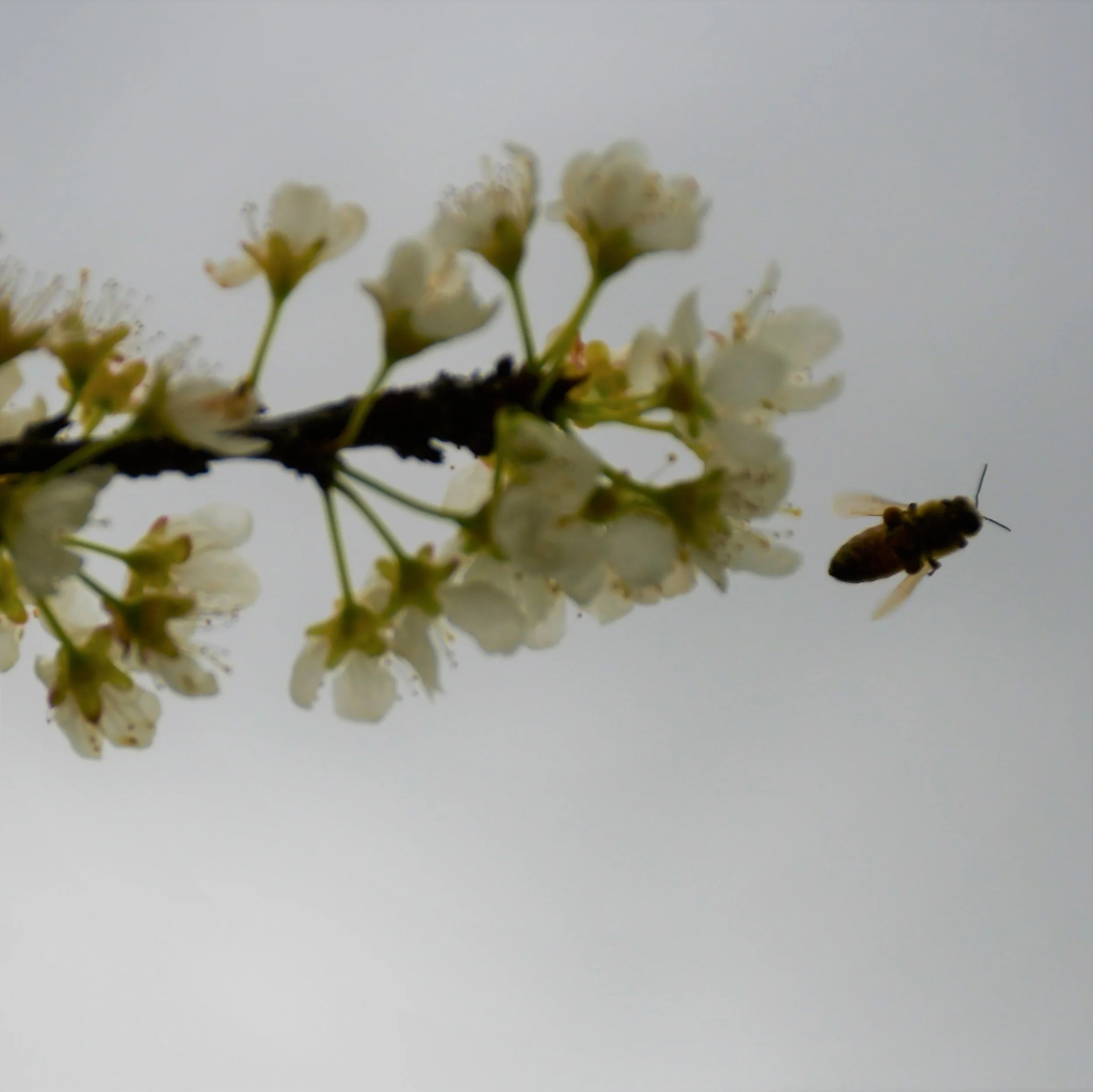 Dapple Dandy Blossom Bee flying.jpg