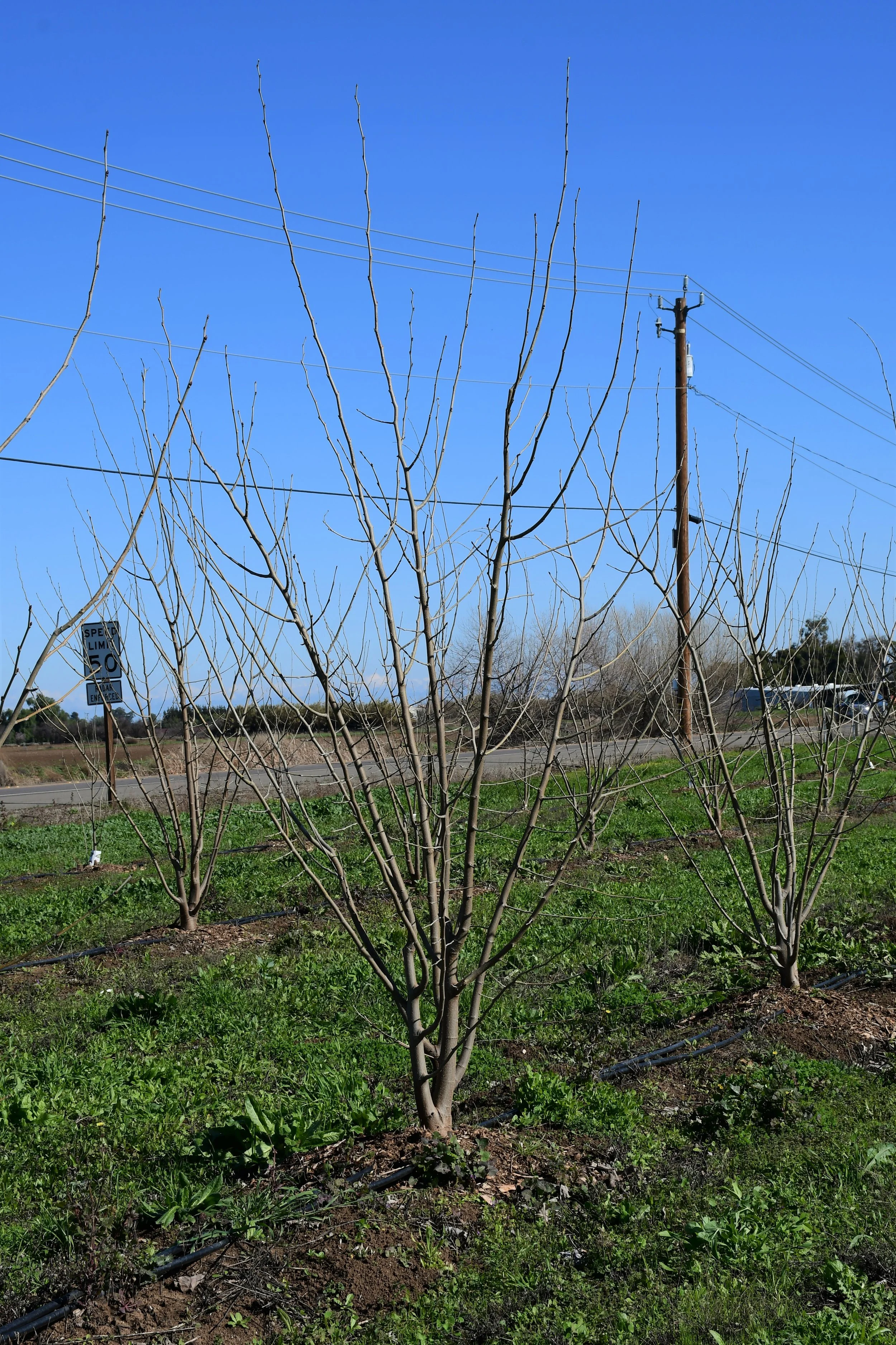 Mulberry tree.jpg
