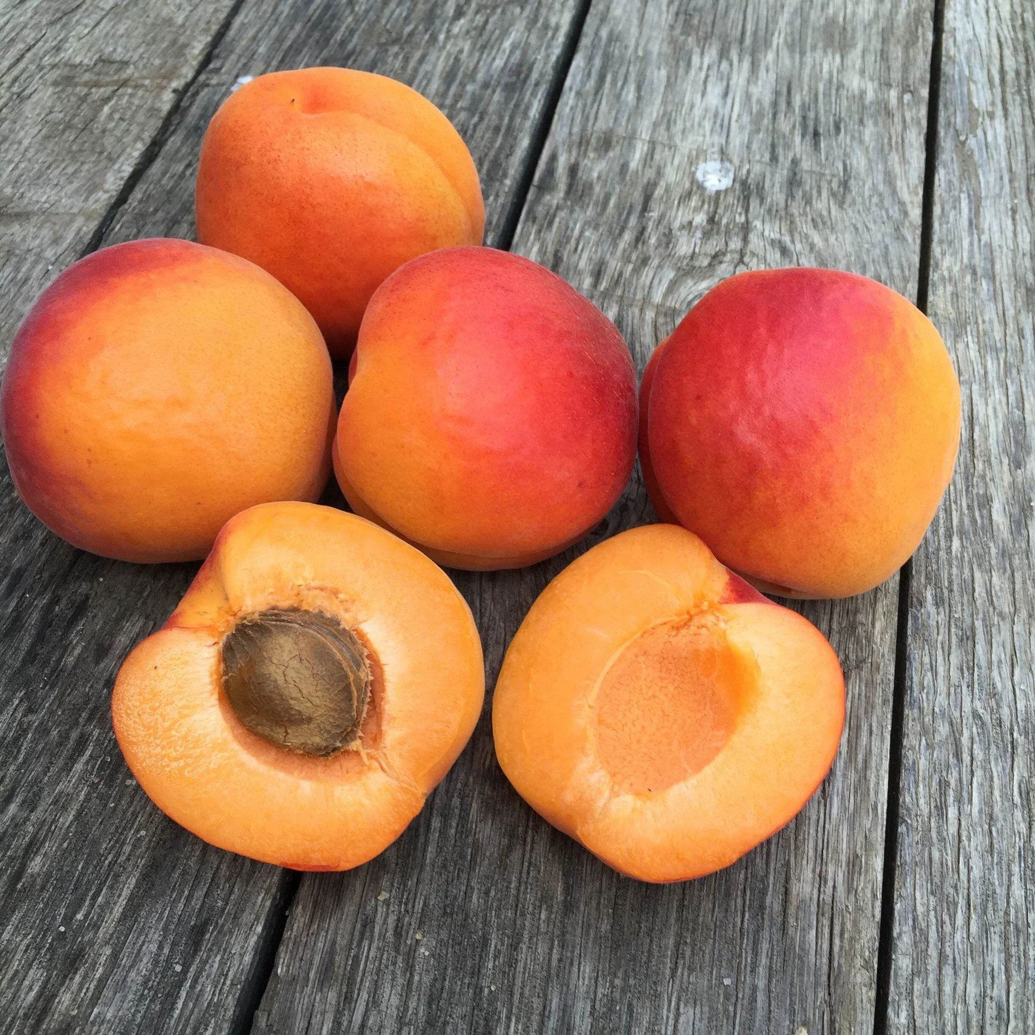 Robada Apricot.jpg