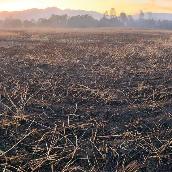 crop loss