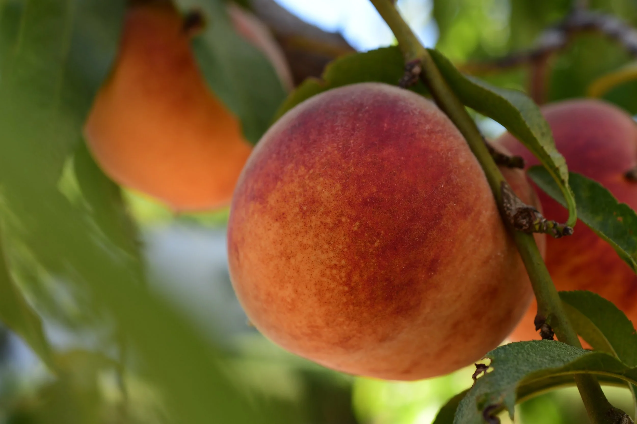 Peach on Tree Branch.jpg