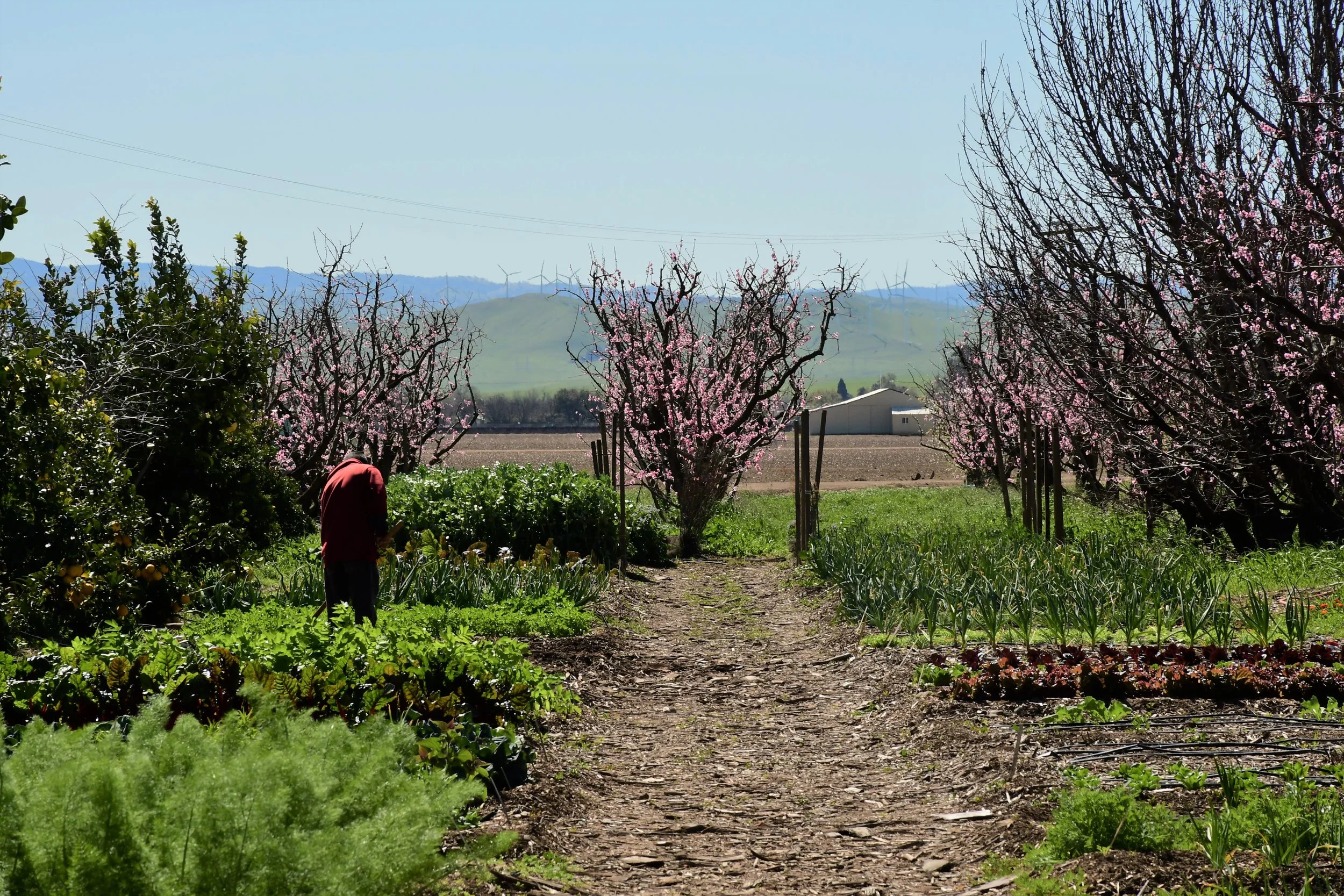 Garden.jpg