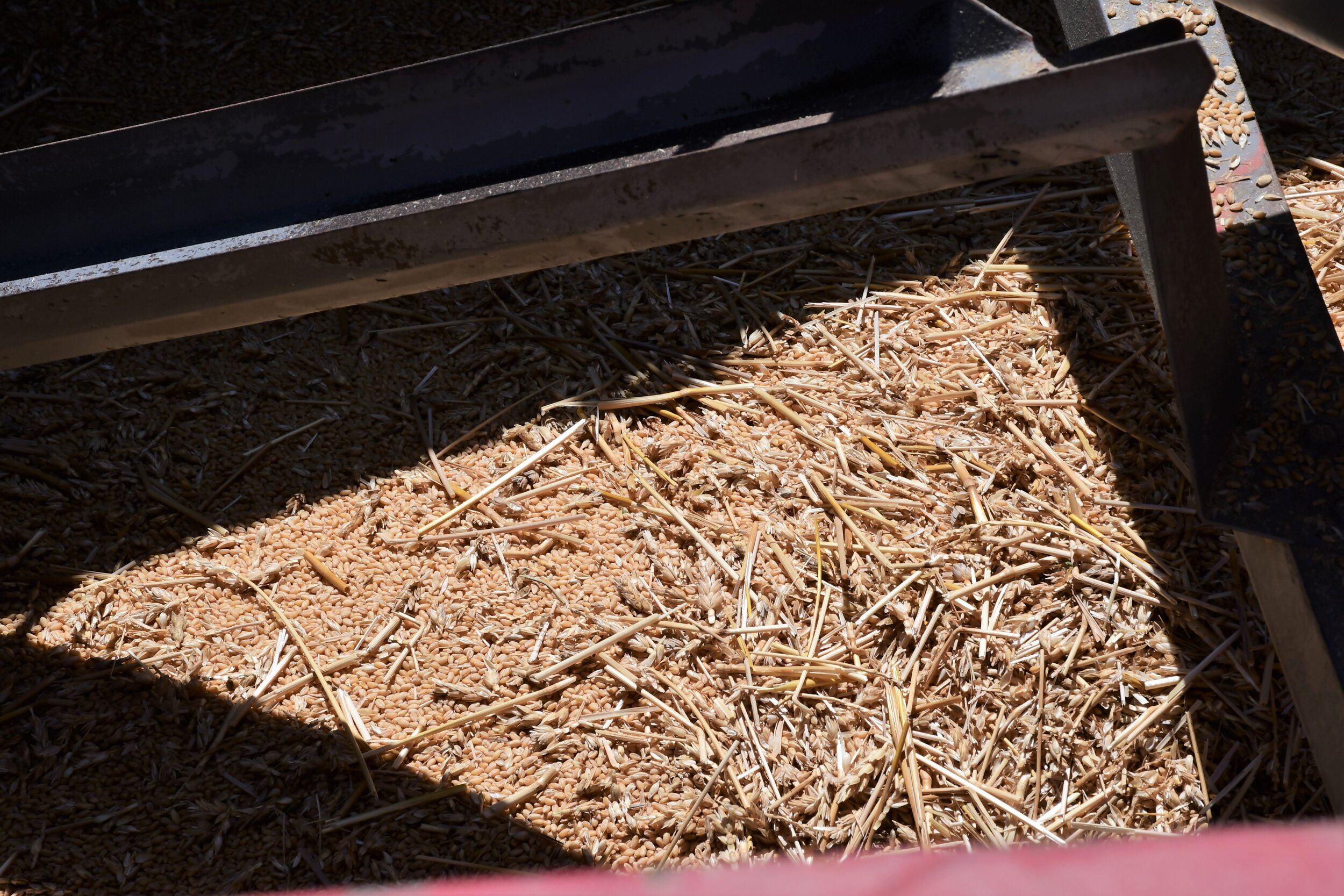 Freshly threshed Sonora Wheat.
