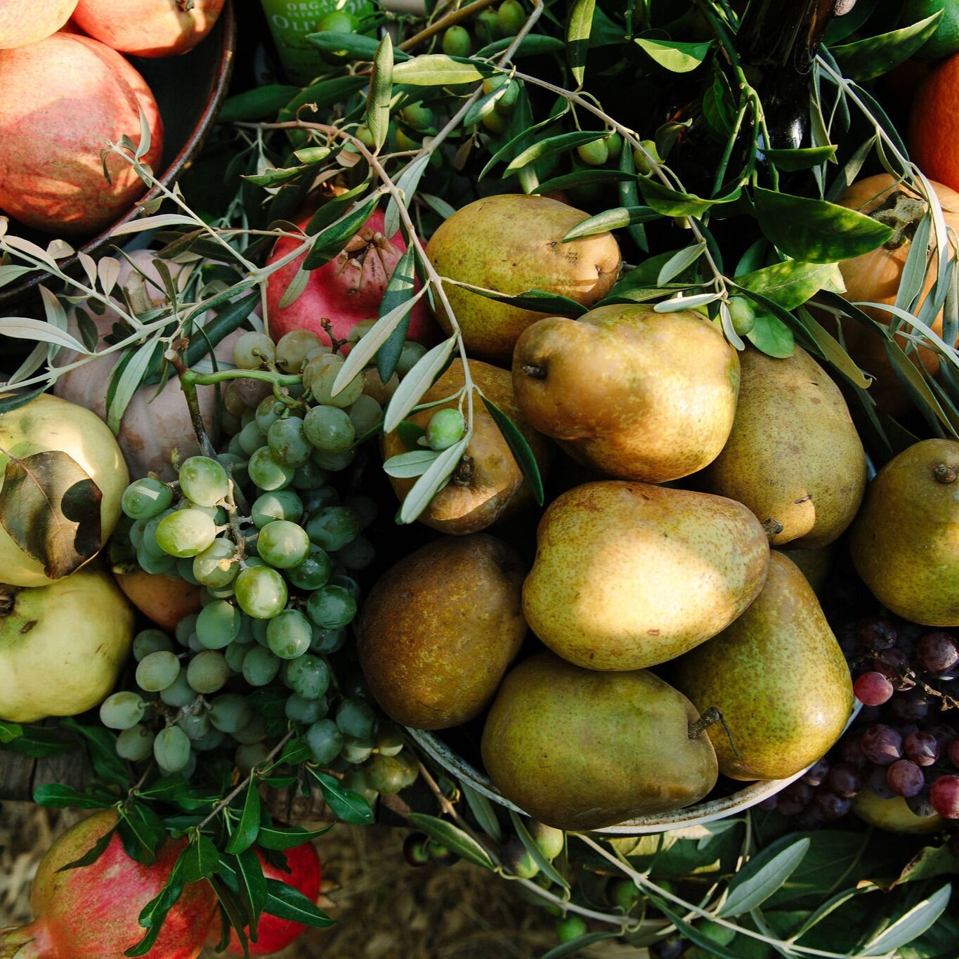 Organic Pears – Frog Hollow Farm