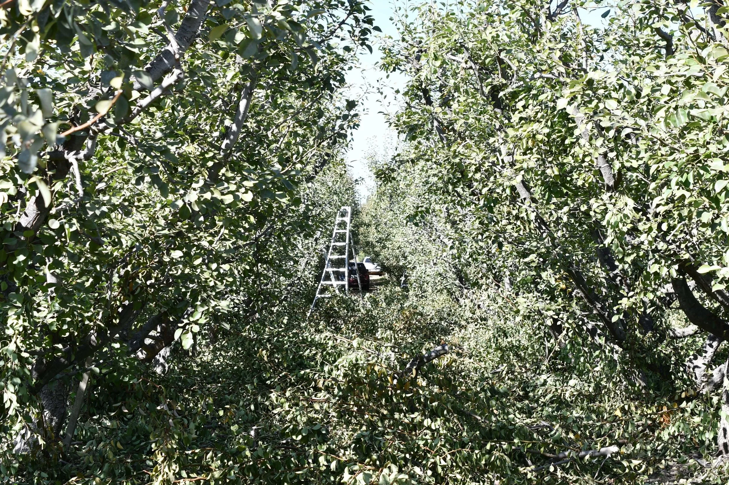 Farm Focus Farmer Al manages too much fruit, “unholy matrimony” in