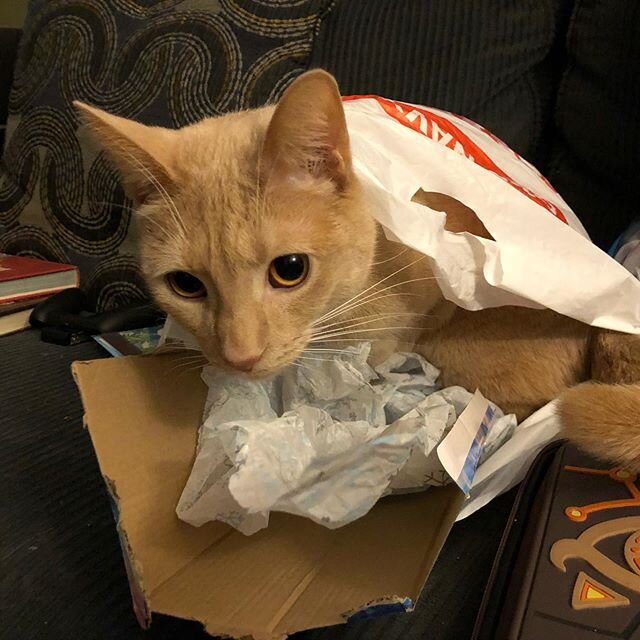 Look at #PonoTheCat being a trash kitty. He likes resting in discarded bags and papers. 🐱 🗑