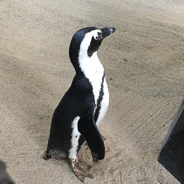 A day late, here is my #penguinawarenessday post. This was on my honey moon and champagne birthday getting to meet and pet penguins in Hawaii.

Note: The man in the last photo with me is the namesake of my cat Pono.