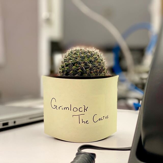 Decided my office needed a bit of green. Meet Grimlock the Cactus 🌵