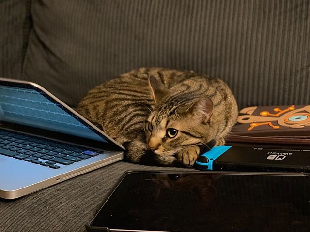 Technology cat protec all da tec. #HokuTheCat