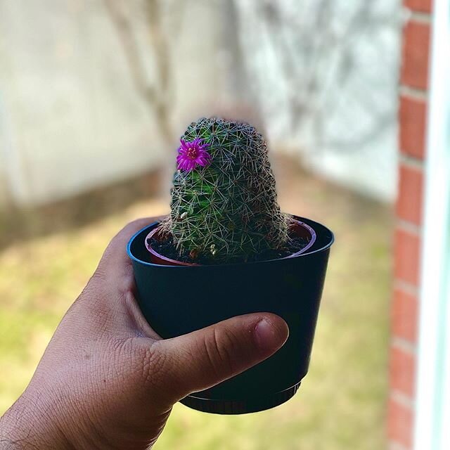 Might be stuck in captivity but at least my lil cactus buddy is thriving!