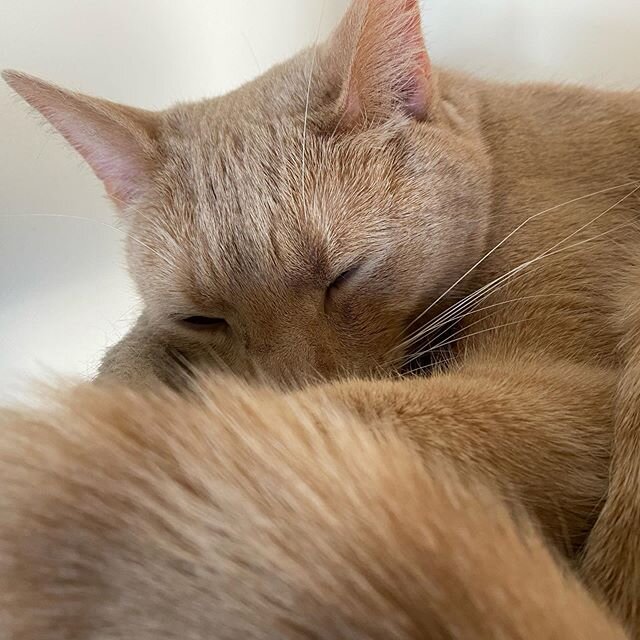 Tail floofer #PonoTheCat